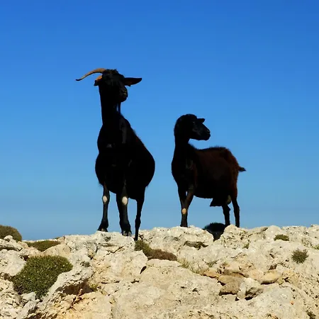 Mesmerizing Mallorca 4 Bedrooms Feelings Вилла