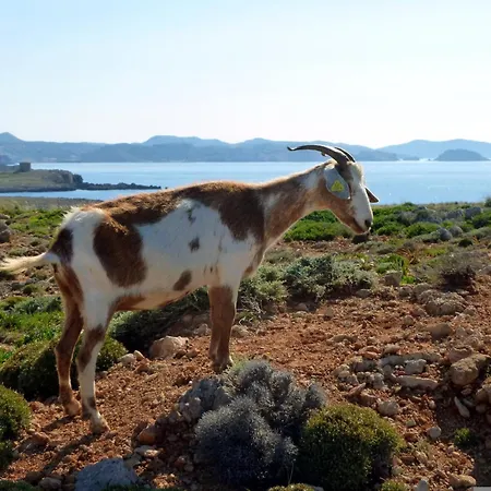 Mesmerizing Mallorca 4 Bedrooms Feelings Pollença