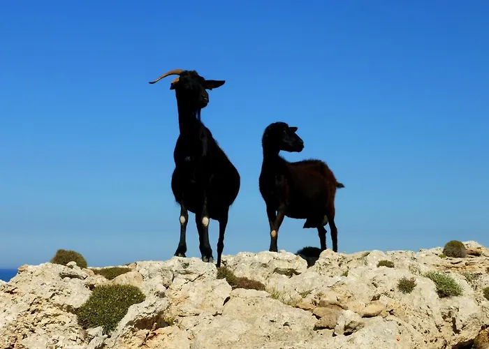 Mesmerizing Mallorca 4 Bedrooms Feelings Villa